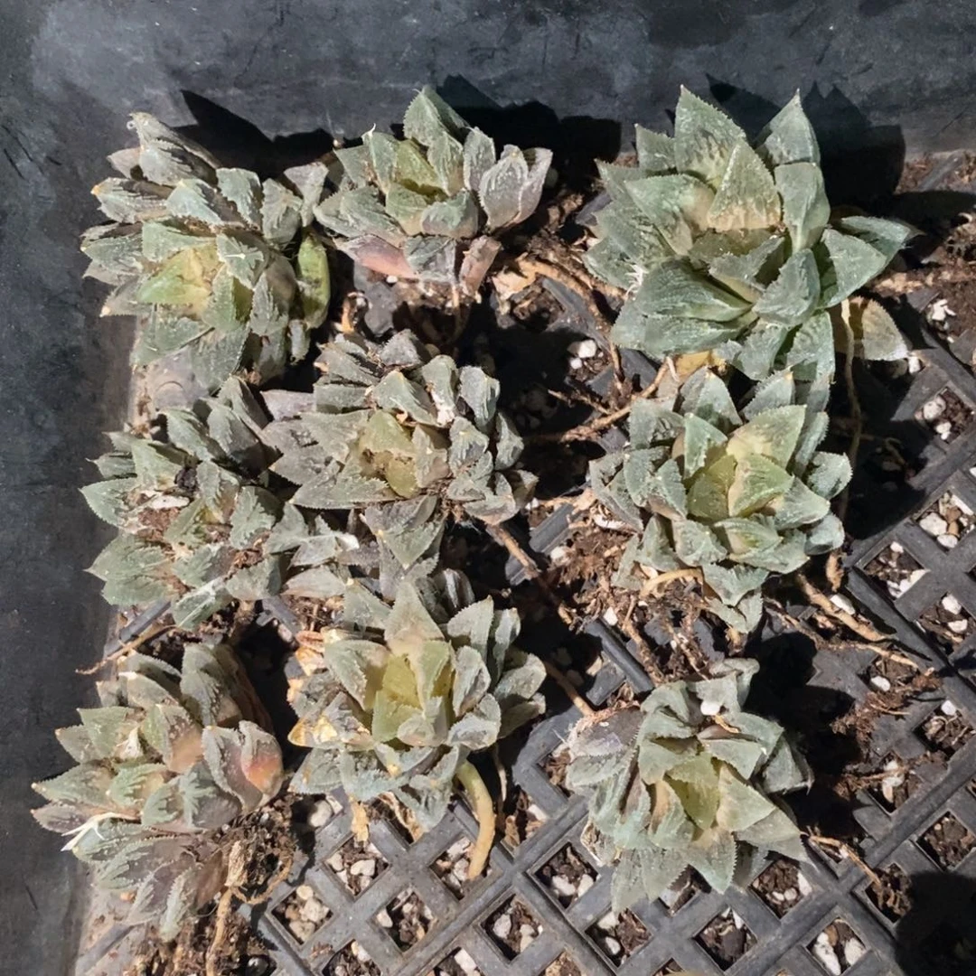 2119 一颗白帝城 超级福利