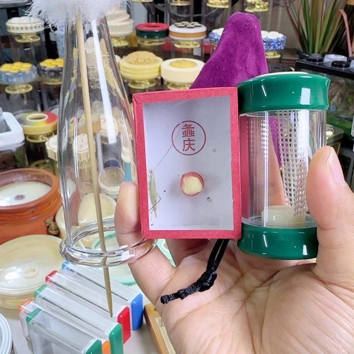 绿色掌中宝竹蛉套啊啊啊啊