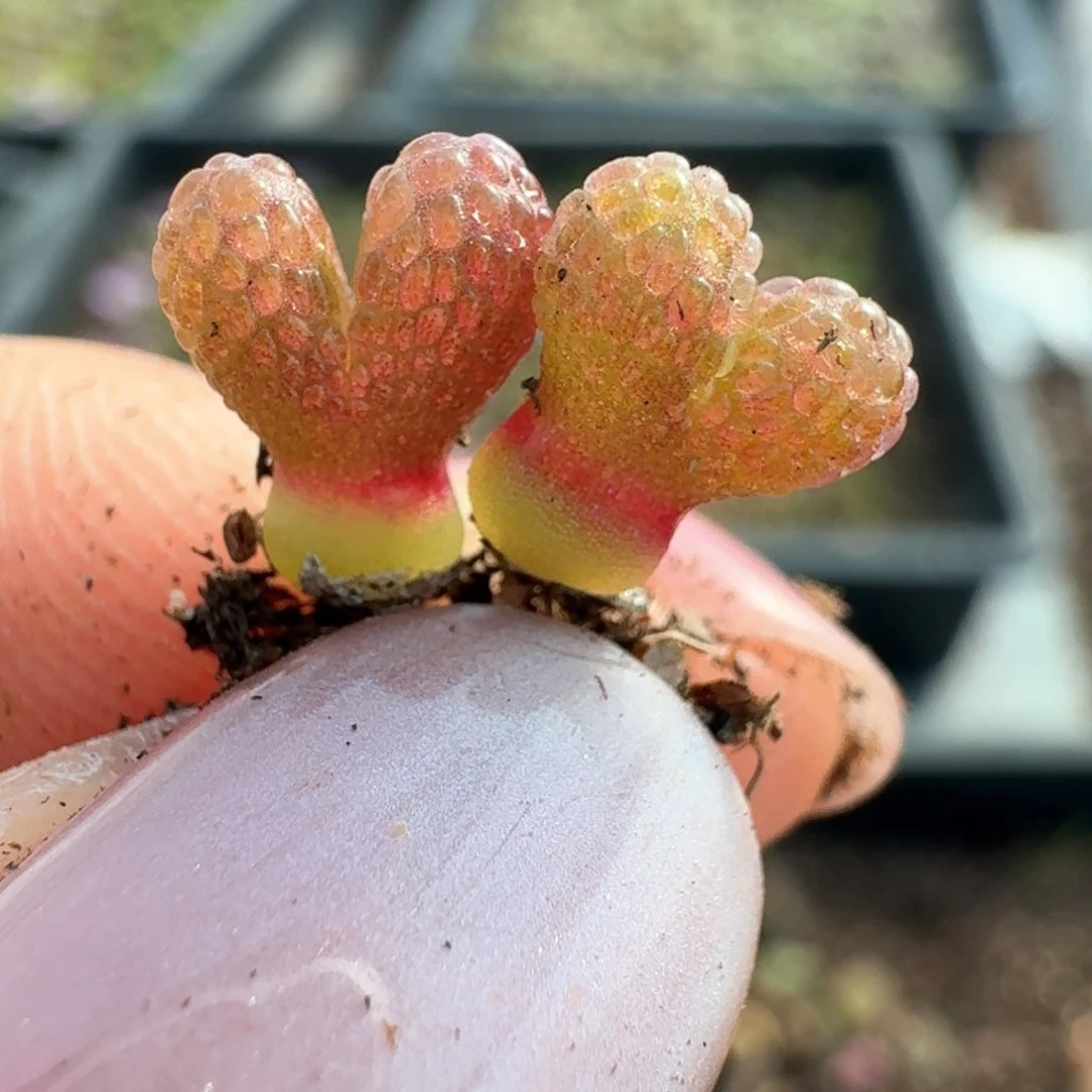 90妖奇玉两颗000000000