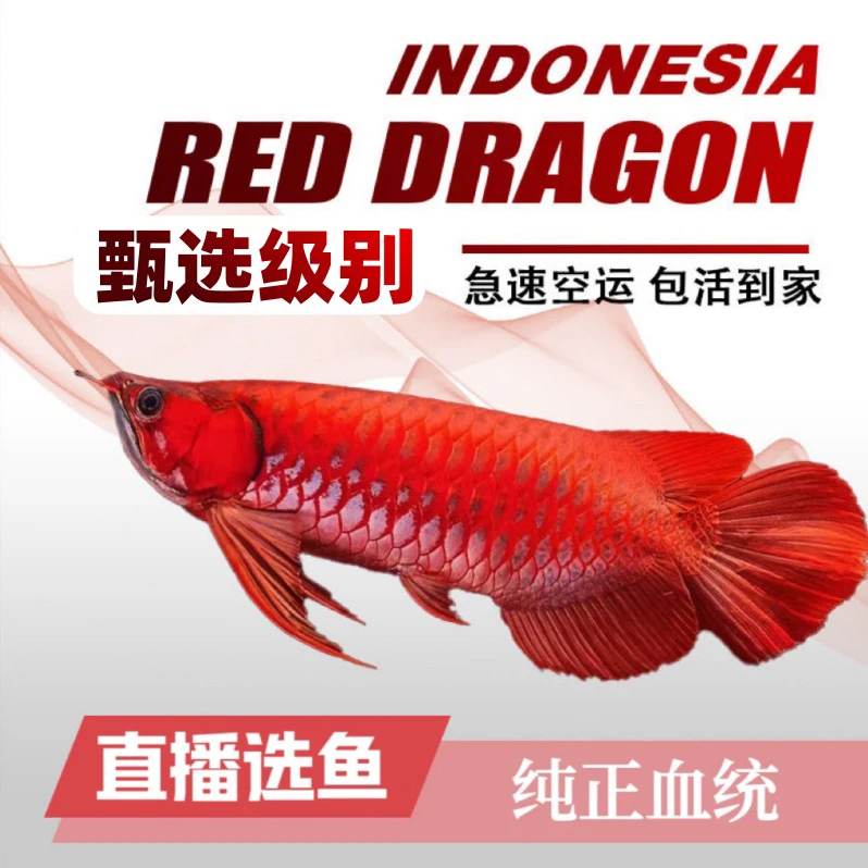 【甄选炮弹头】红龙鱼超血辣椒观赏鱼大型热带鱼活体