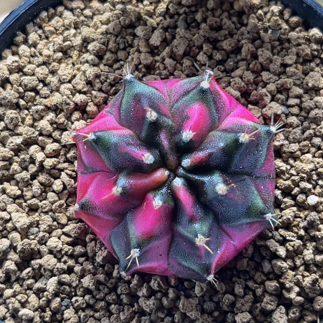 小猪 米哈仙人球