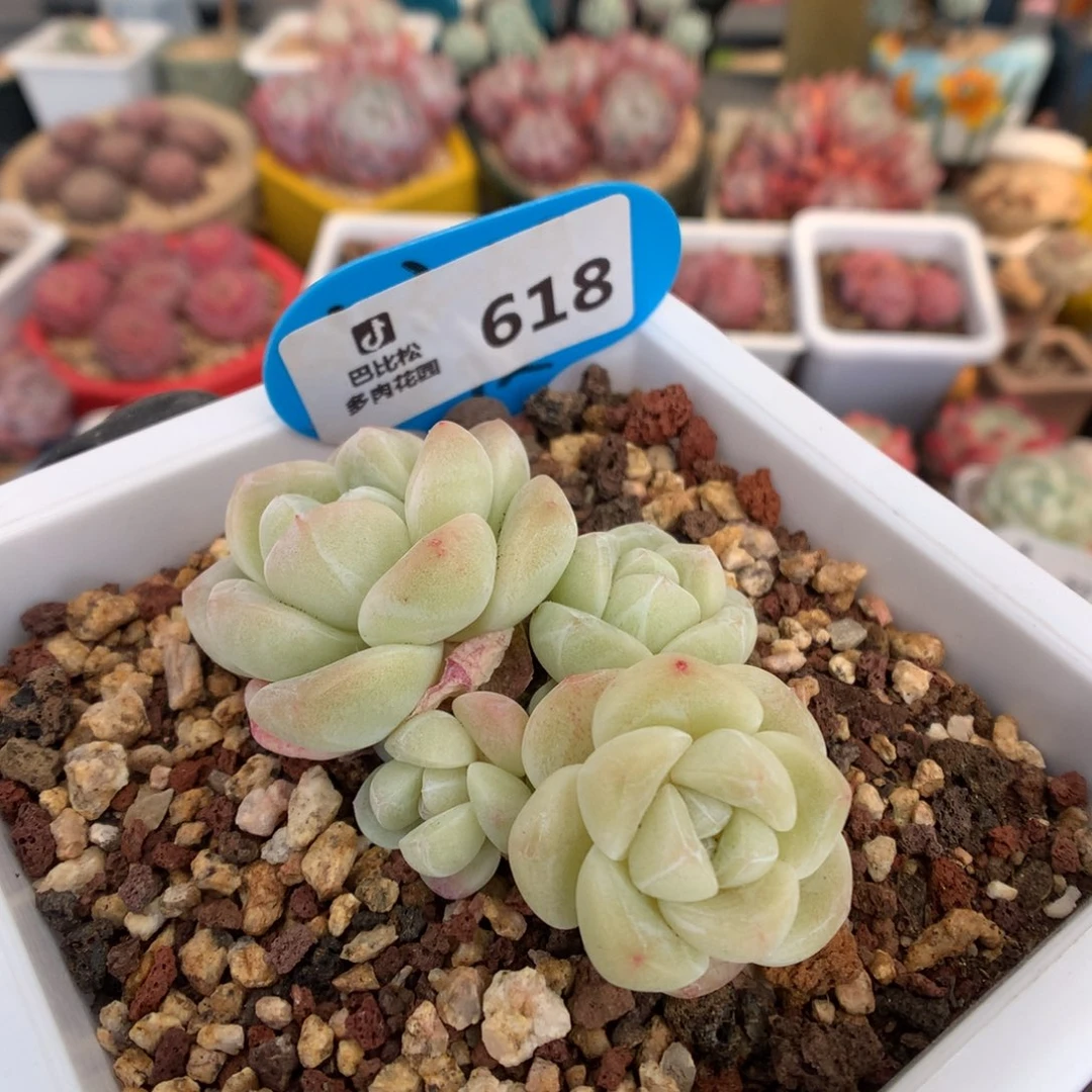 618 黄透冰玉下播福利