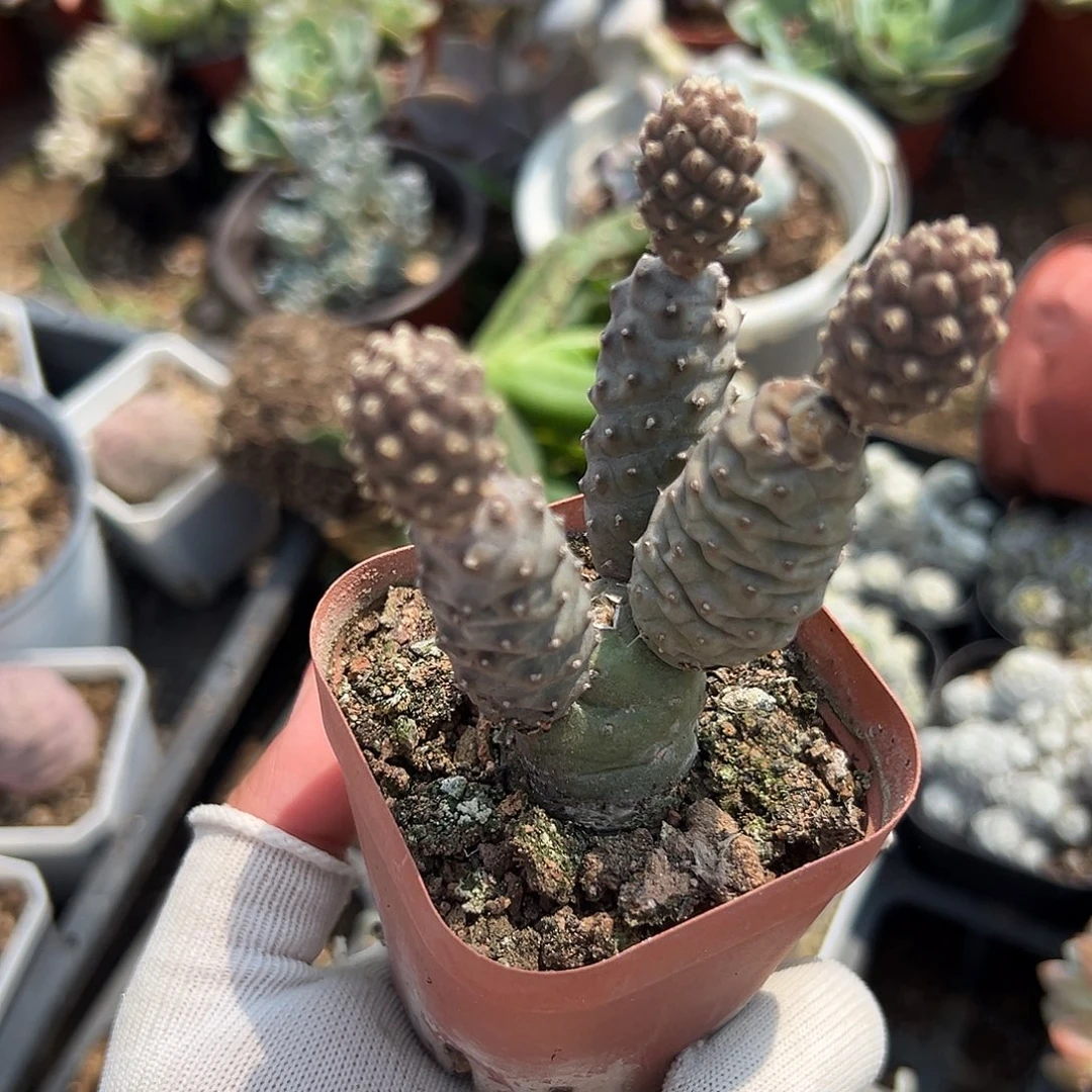多肉植物多肉植物