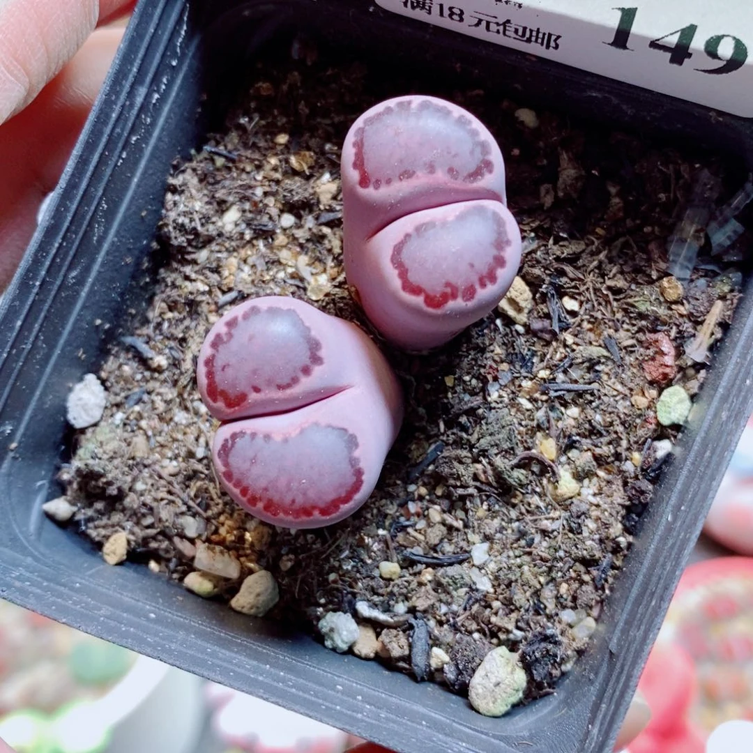 生石花花花花花花149