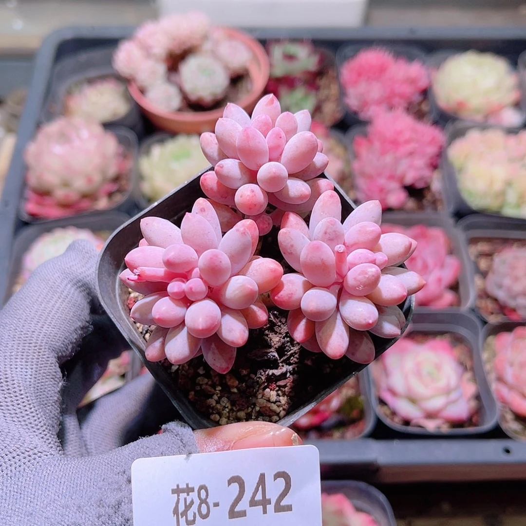 花08-242婴儿手指