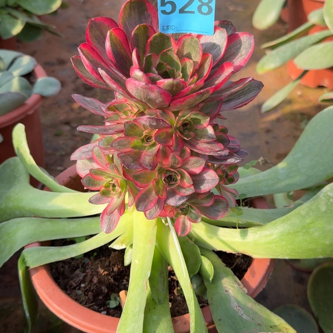 陈*帮528魅金玫瑰锦带架木发货