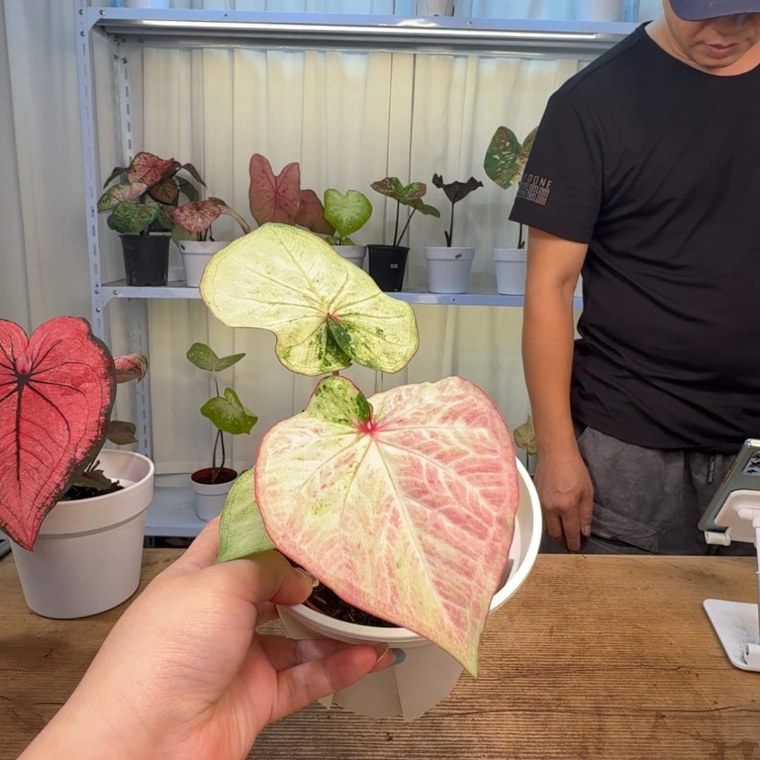 无花朵小仙女   1831