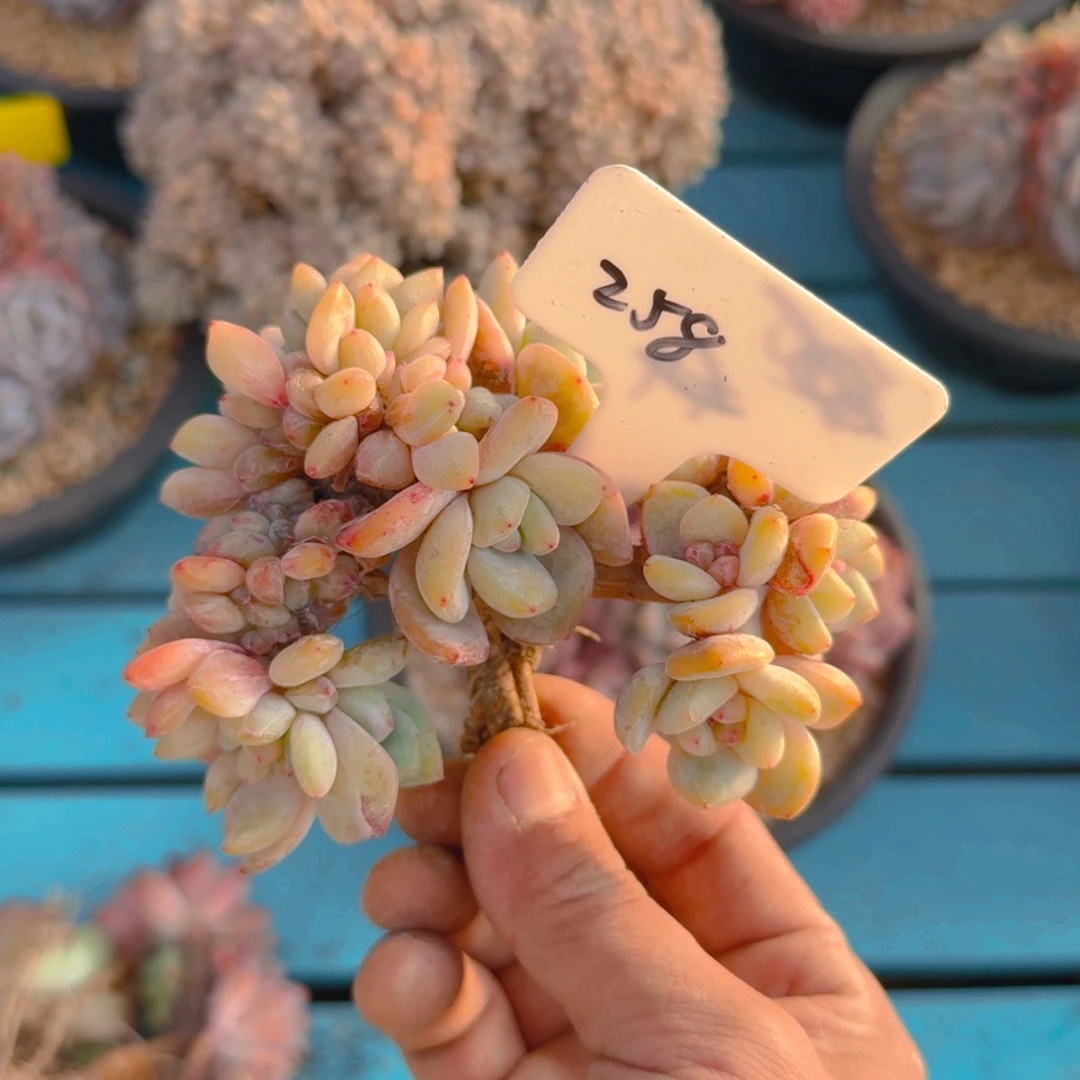 258号多肉11111111111