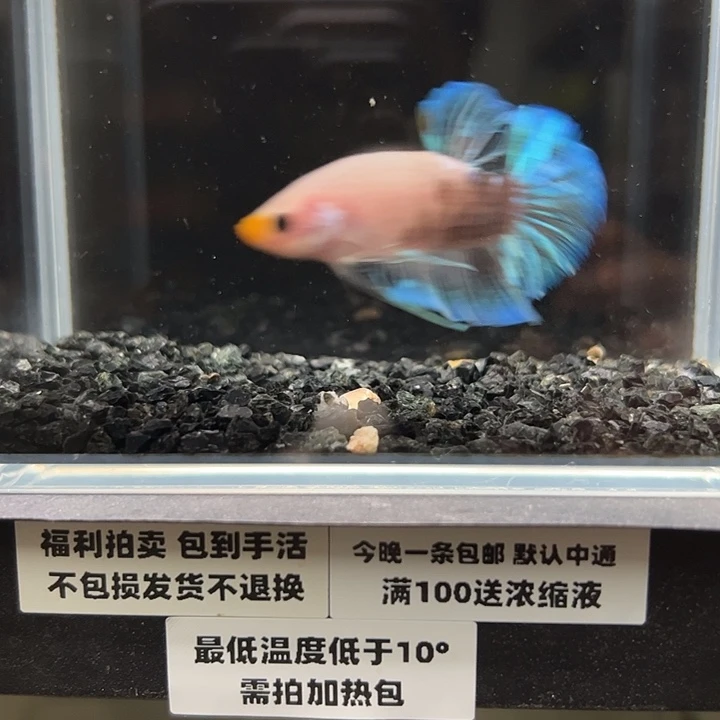 斗鱼跑单拉黑21日100