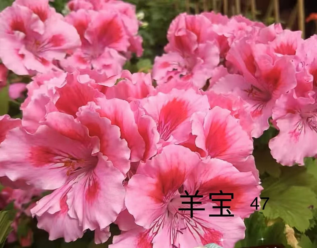 【羊宝】精品蝴蝶梅中苗发货颜色包对