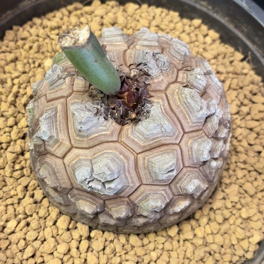 945号龟甲龙带盆包邮不退不换