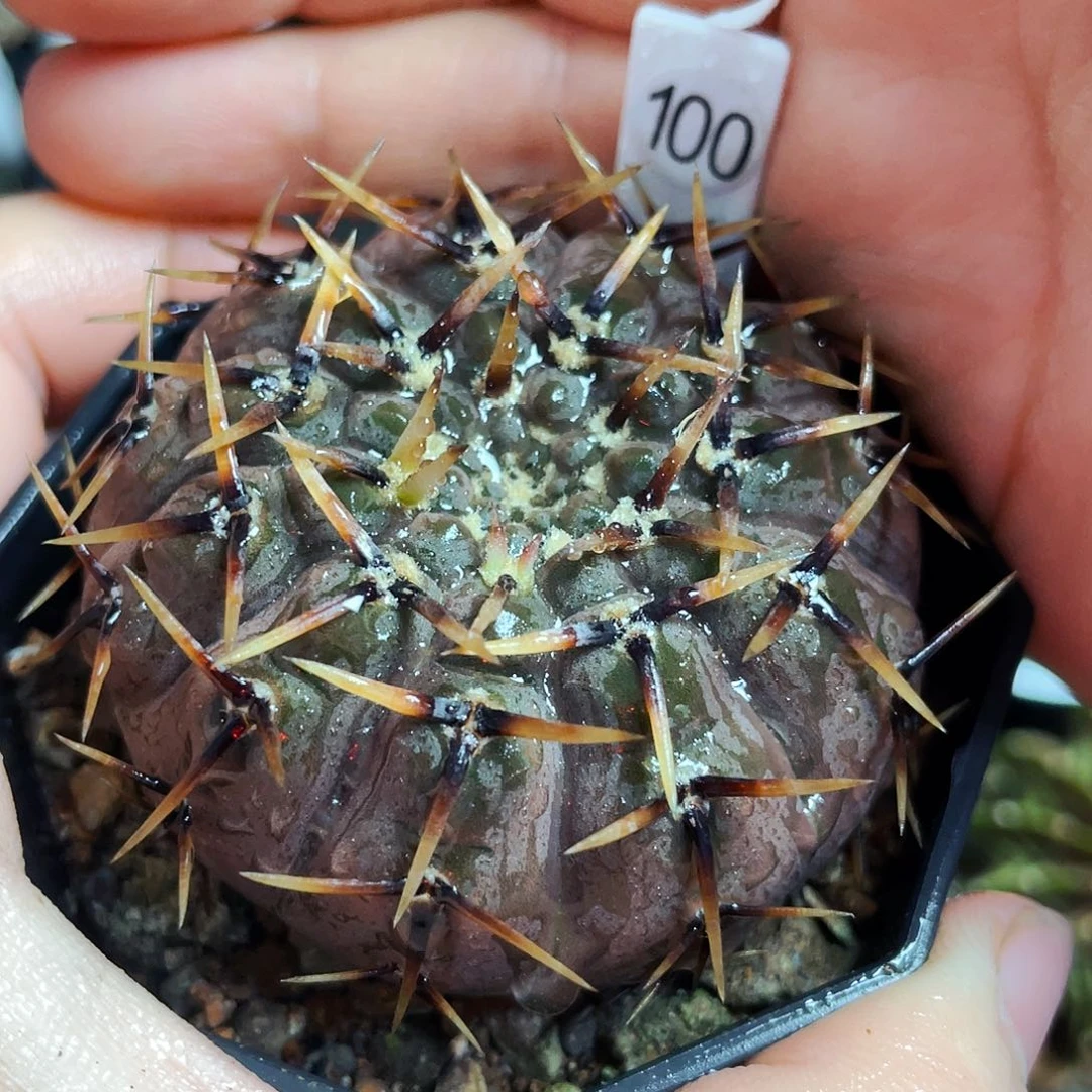 非偏远地区满25包邮仙人球裸根