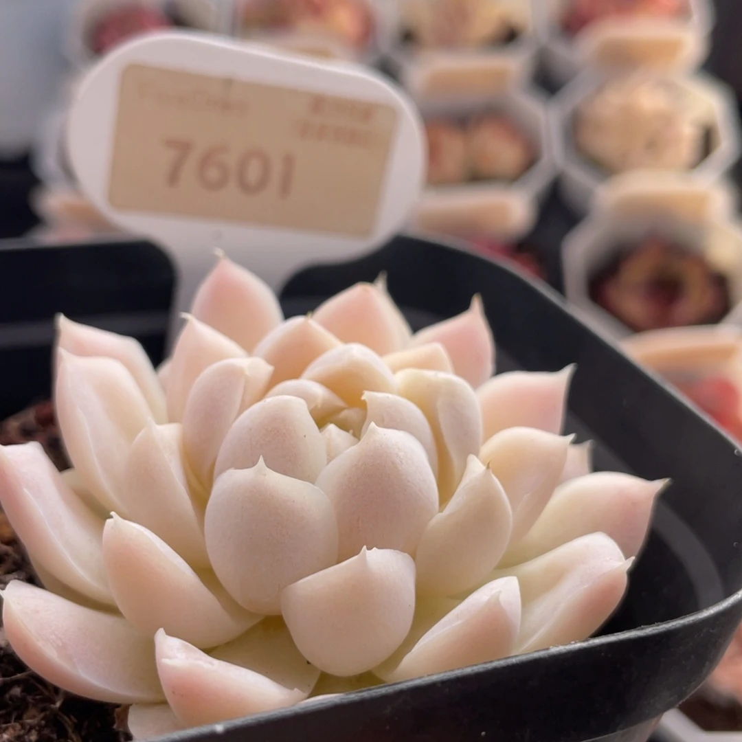 白月影7601-6.5厘米