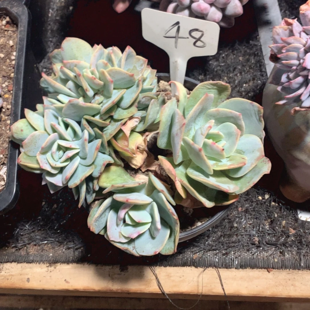 多肉植物白凤树缀48号58