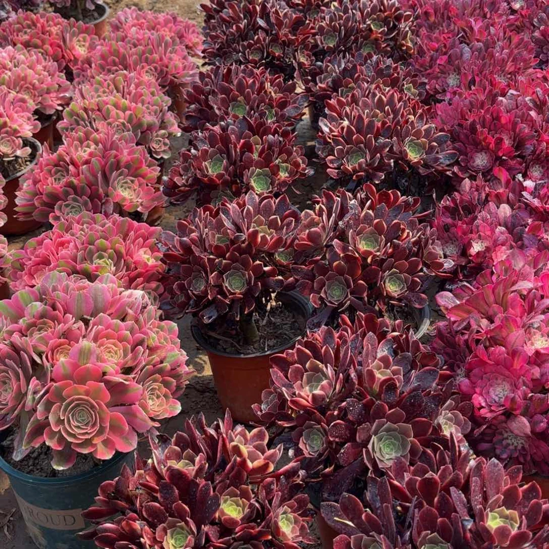 欧嘉莉绣球9.9多肉植物