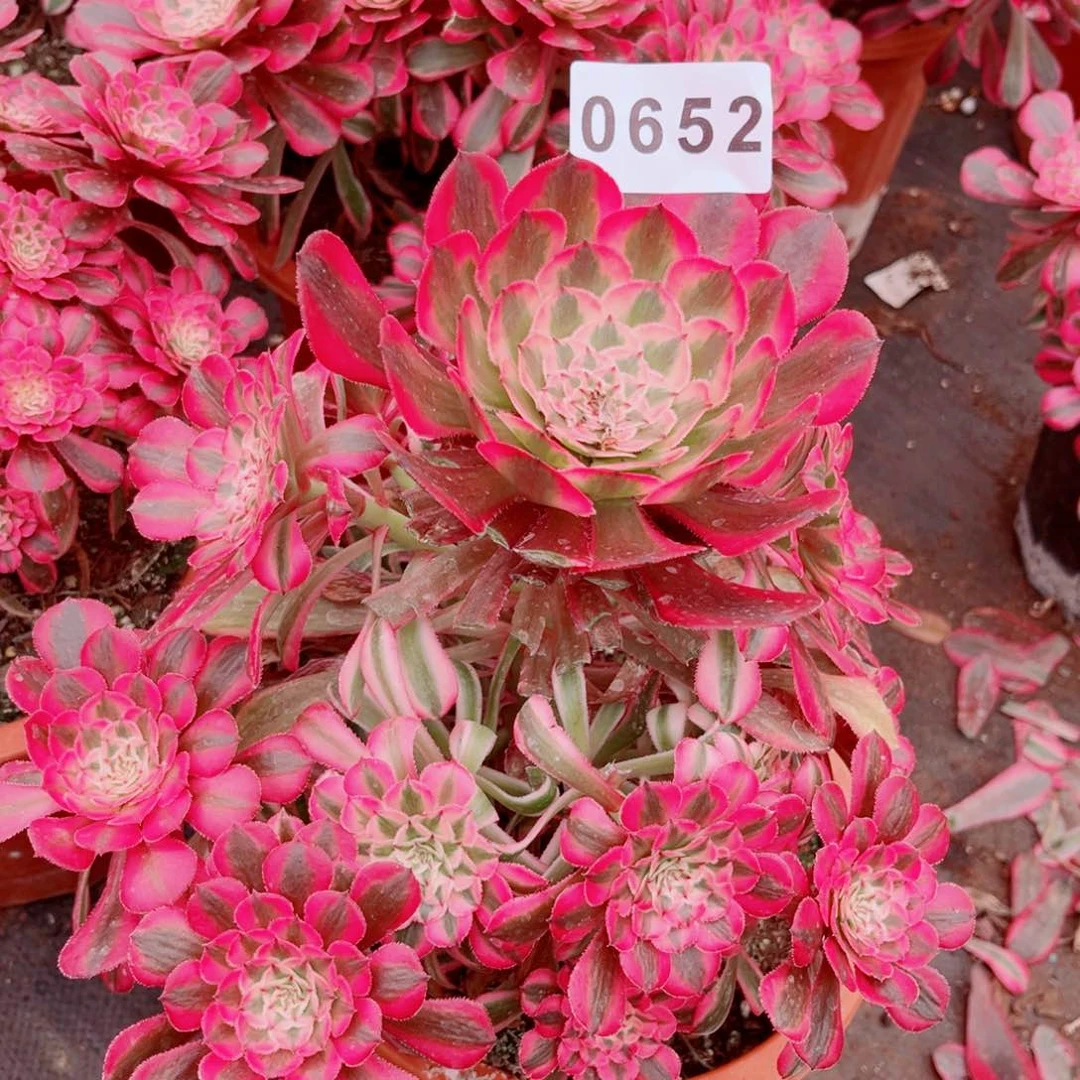 粉铜多肉发货发货