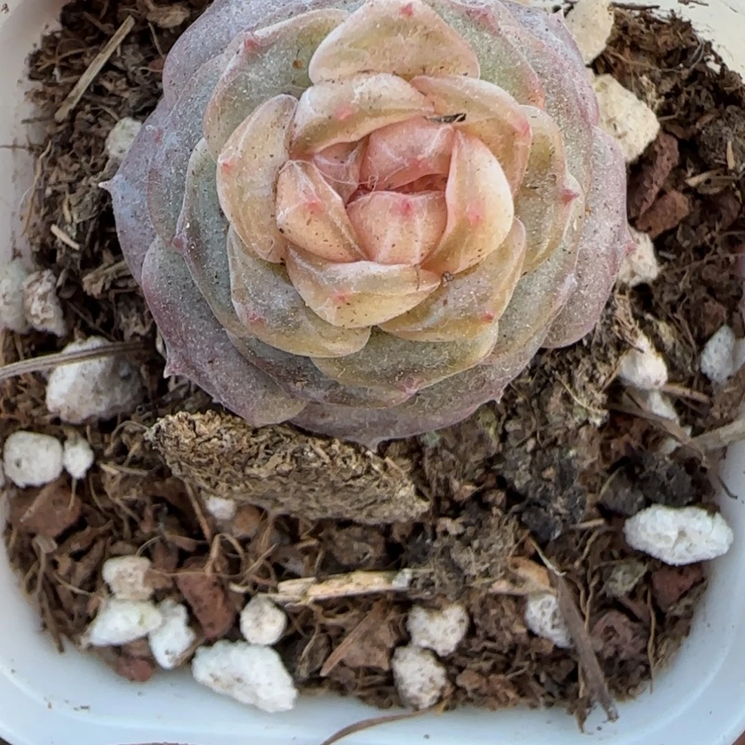 多肉小卡拉米糖心一物一拍