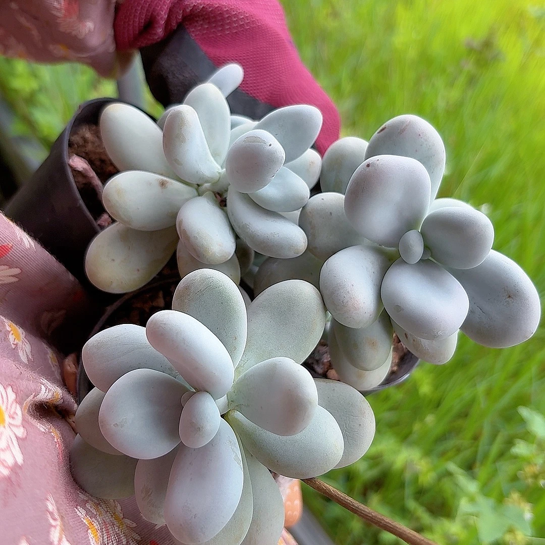 单头奶酪3 颗（满2单包邮）精控精养 清欢园艺多肉植物室内绿植盆栽