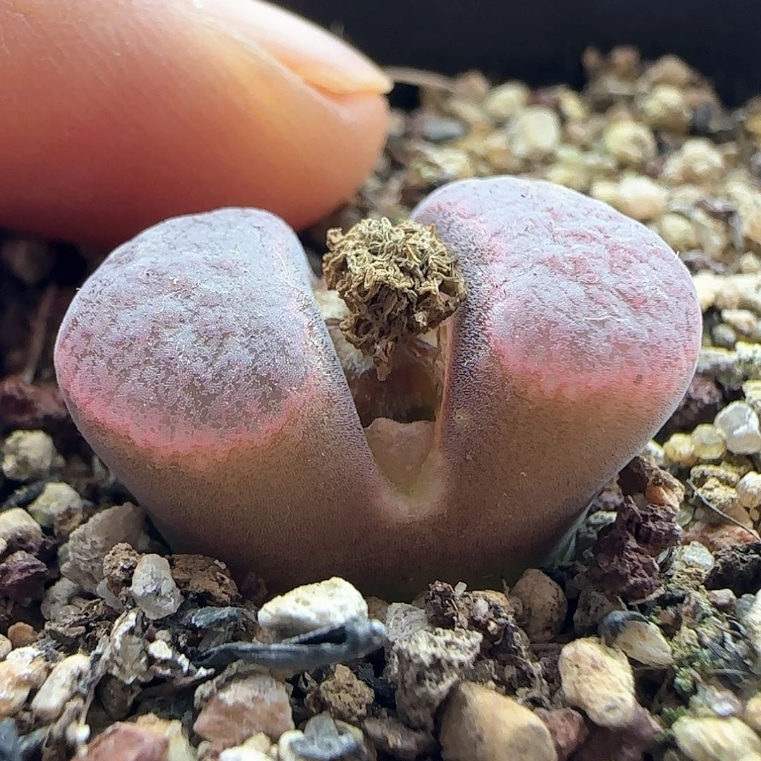 过年好，脱土发货，年后发货哦23378