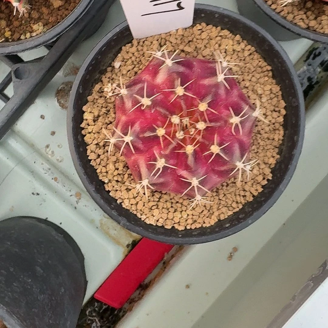 L118-1128广东发货 姹露紫