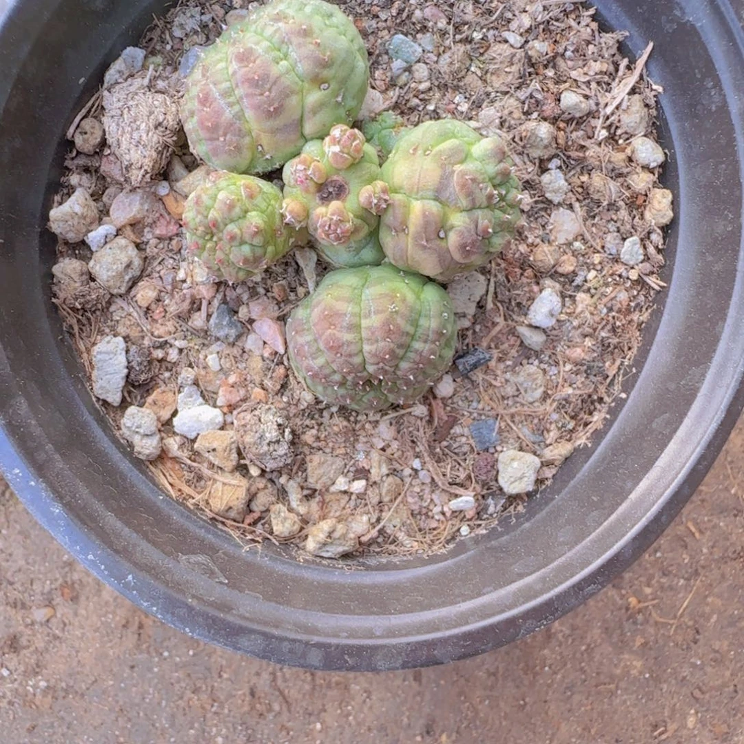 梅***紫块根植物块根植物