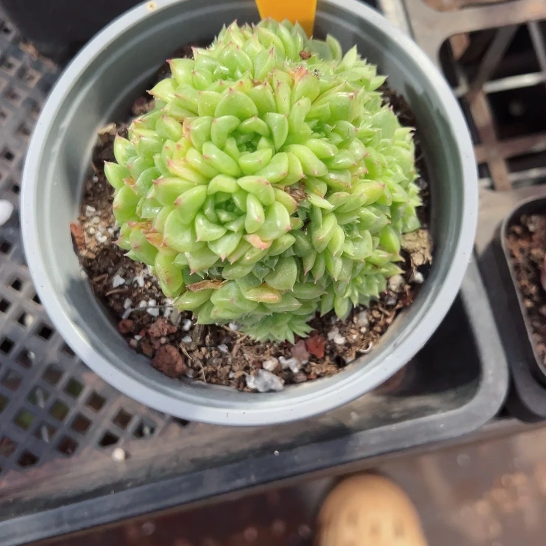 122麦秆群十八包邮