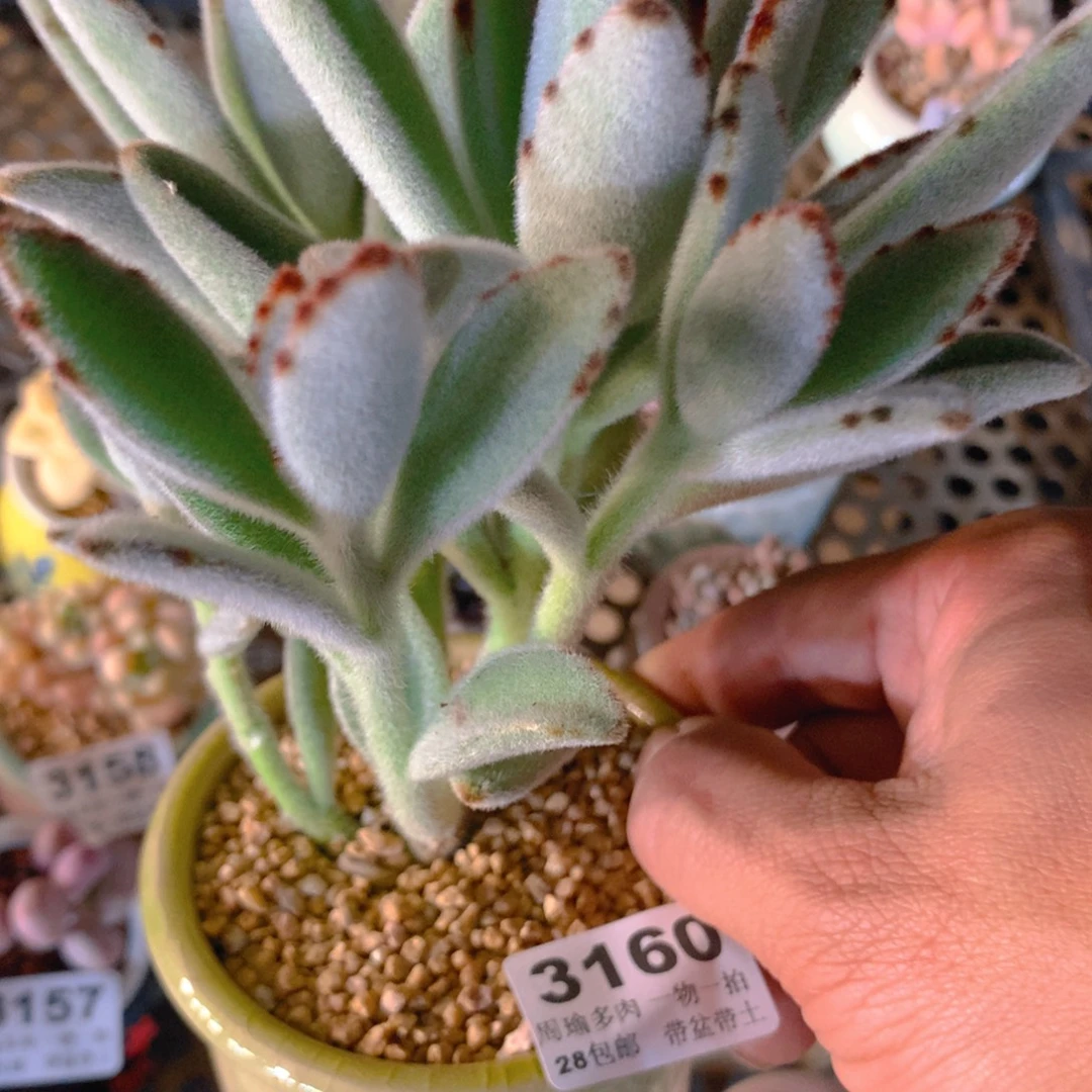 5厘米盆精控多肉3160