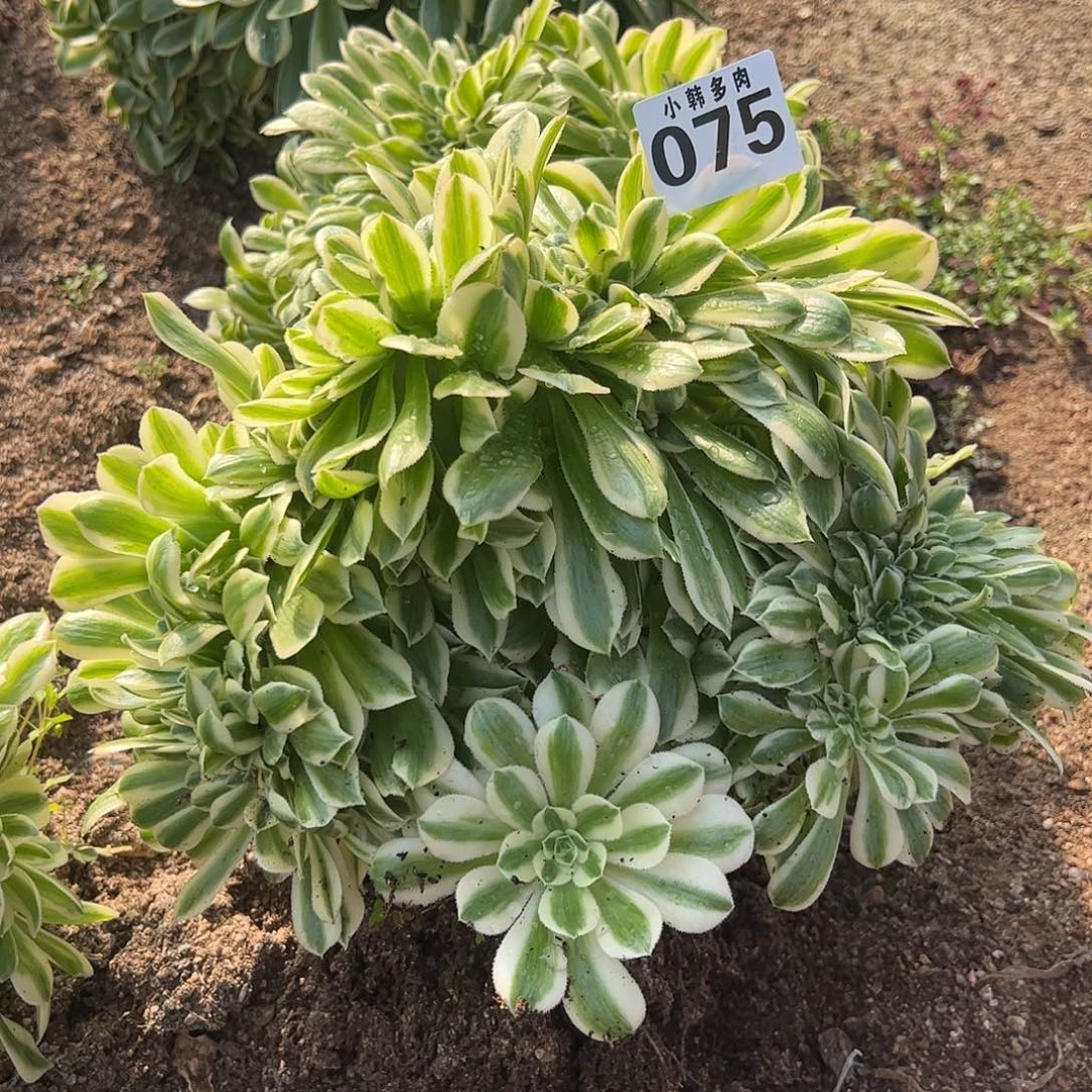 075迈巴赫缀化法师一