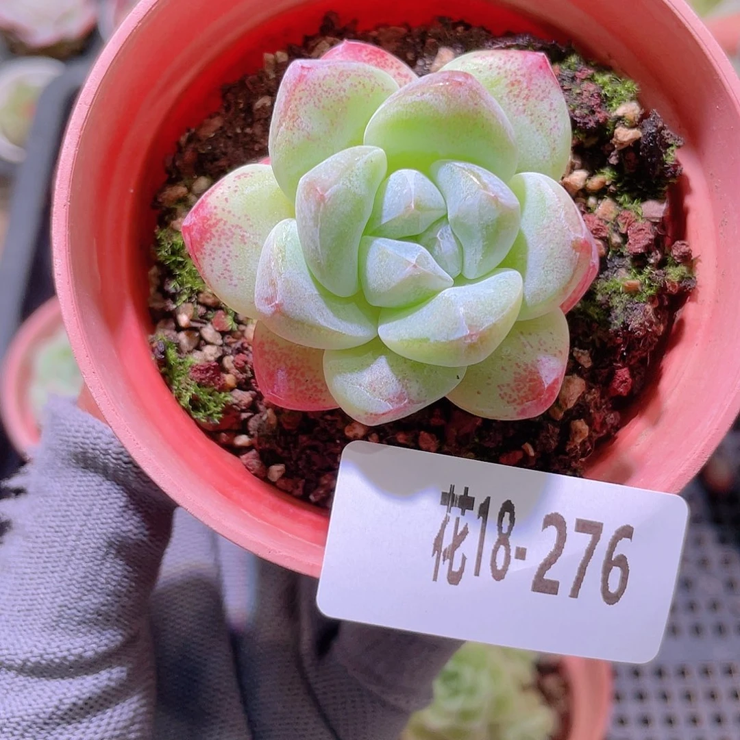 花利美18-276冰玉