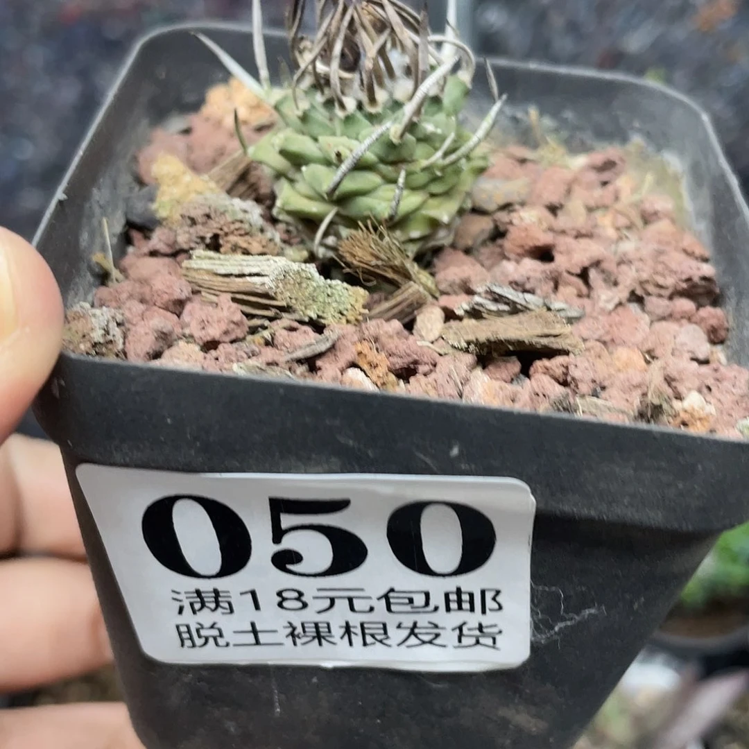 050特价娇丽（满18元包邮¥）