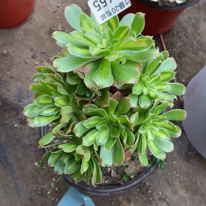 455霓裳多肉12345678多肉