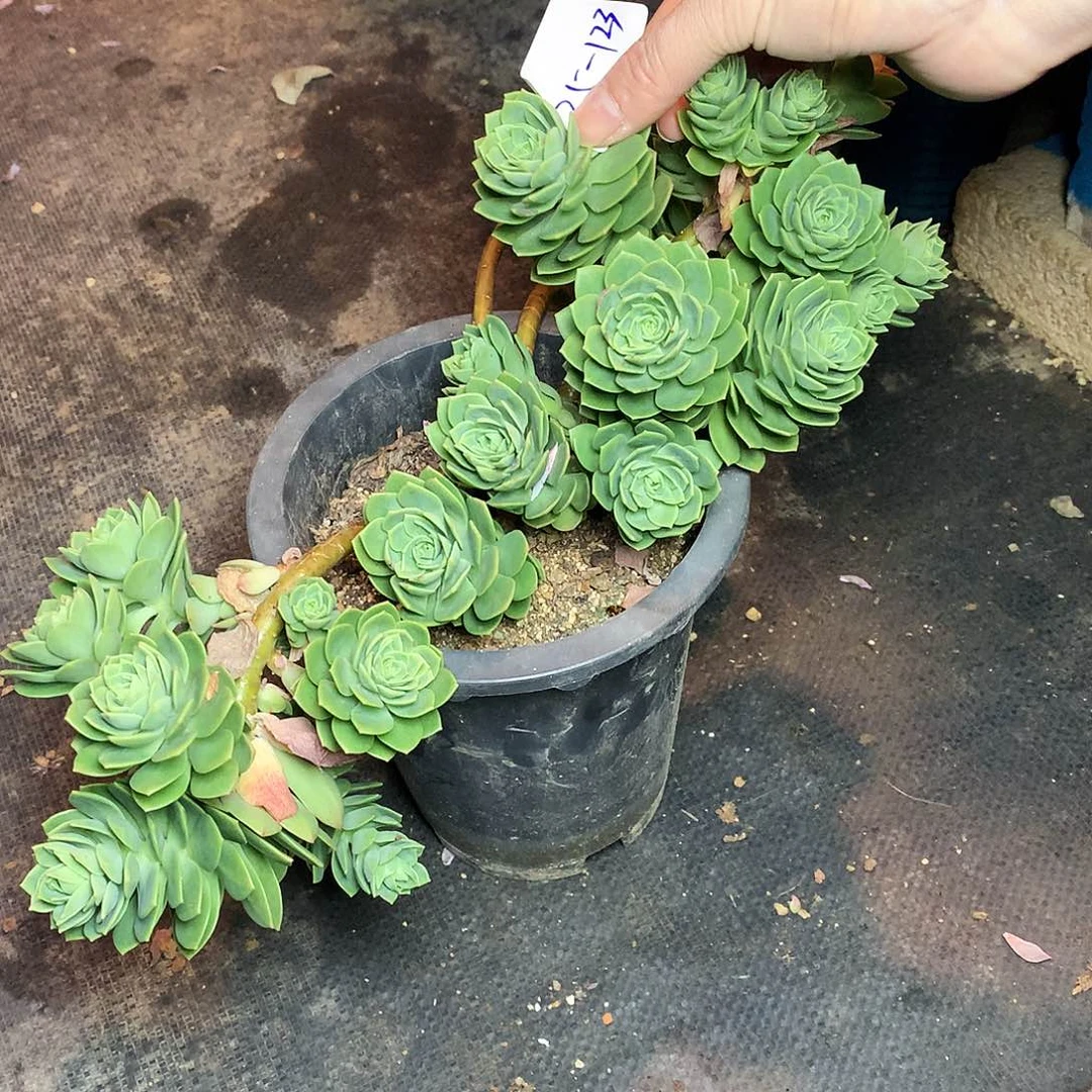 绿蔷薇一物一拍25-123