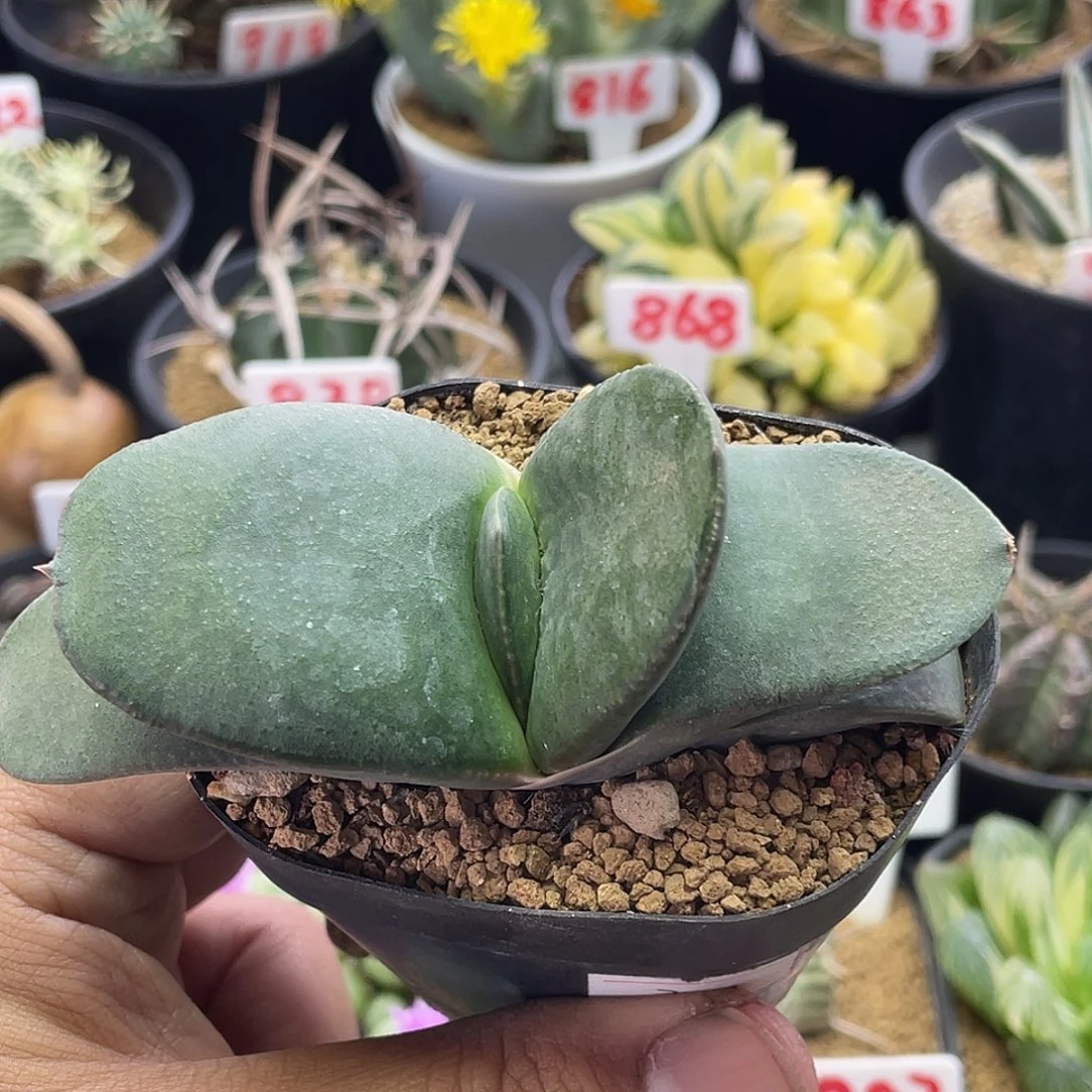 实生恐龙卧牛 脱土包邮