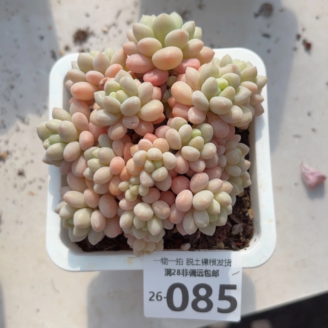 鱼子酱老桩多肉多肉多肉