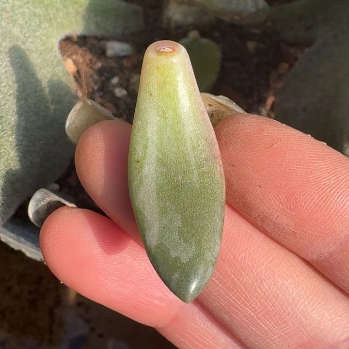 紫丽殿叶片一物一拍