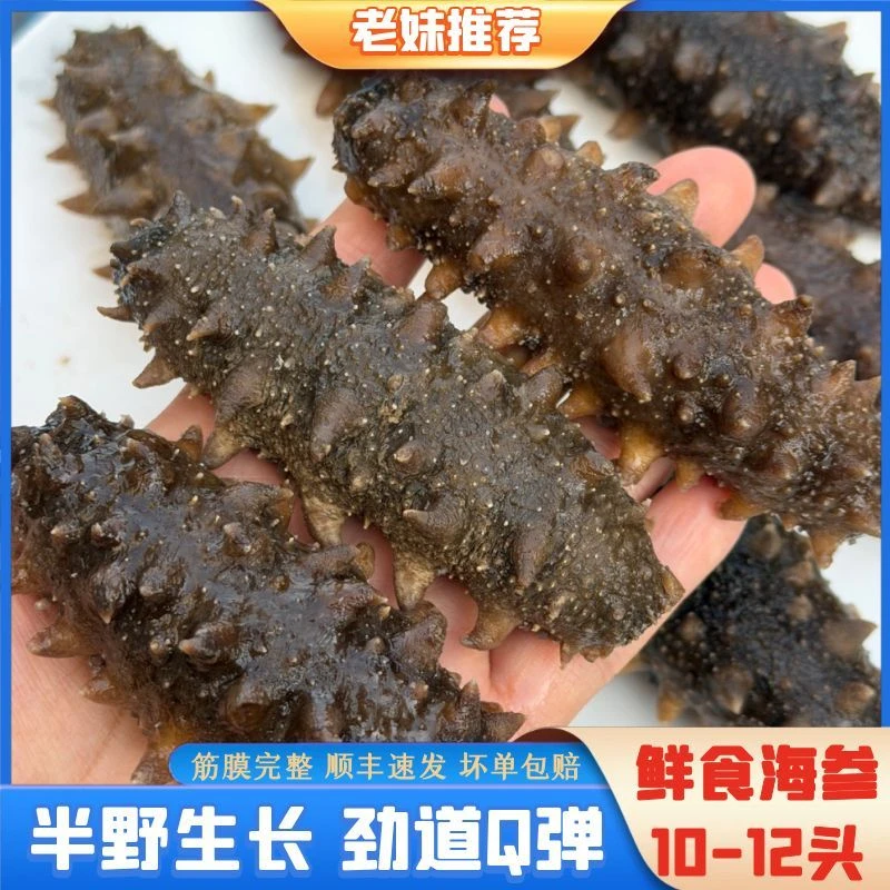 【老妹海鲜】大号海参半野海参配料干净不添加10-12头/斤 到手一斤
