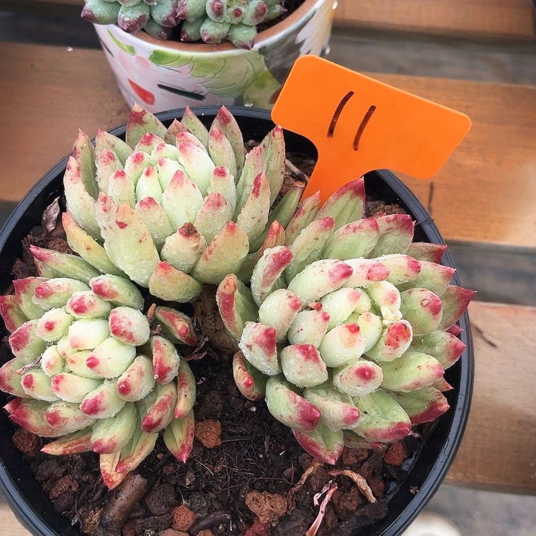 二代虞美人11号码牌子的话题