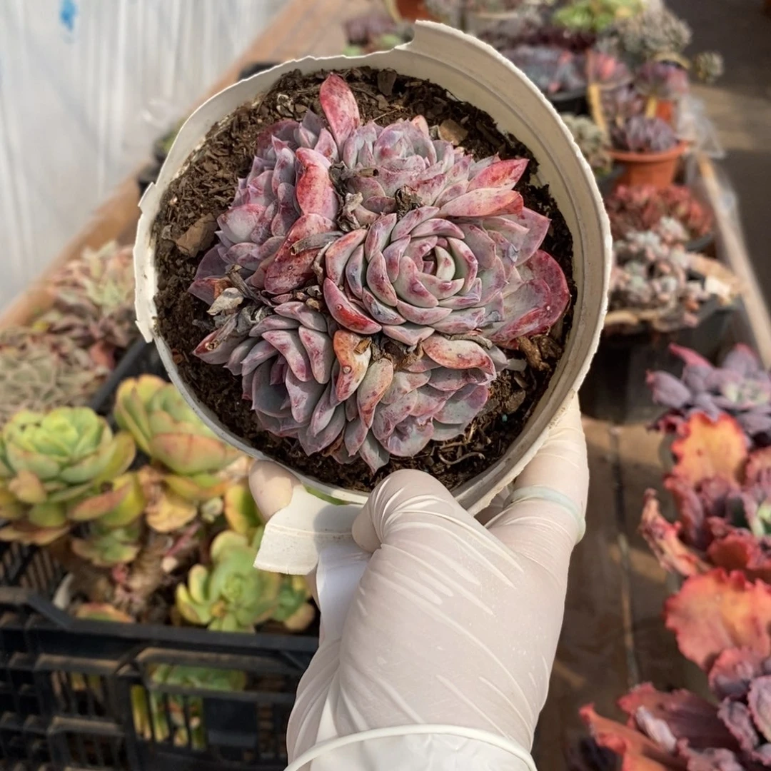 209冰橙多头一物一拍