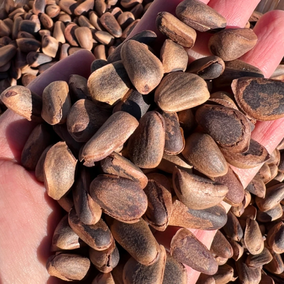 东北野生松子笨炒松子2025年新松子大颗粒包邮