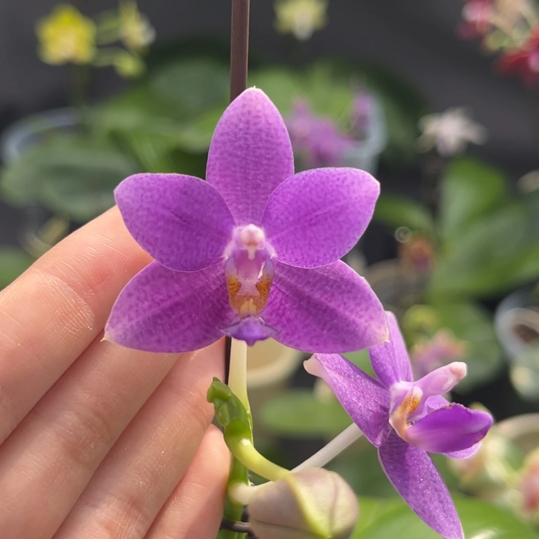 完全开放2.5寸柳林蓝星开花株