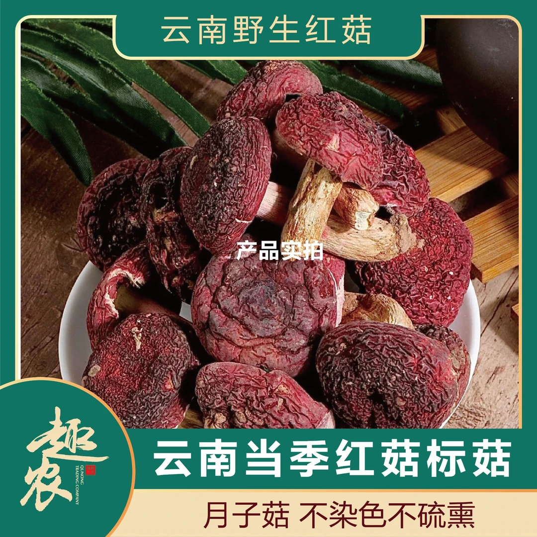 【云南统标】2025当季野生红菇月子菇不染色特产营养原产地直采