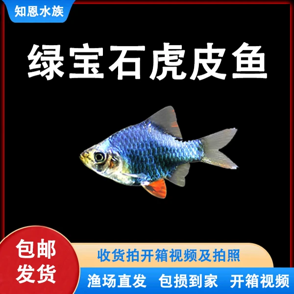 【绿宝石虎皮】水草缸灯科鱼群游小型热带鱼观赏鱼淡水鱼好养耐活