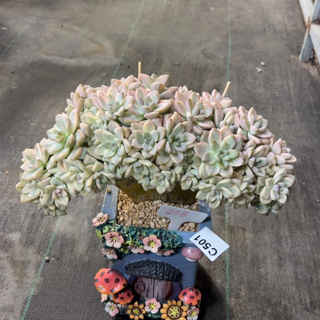 501 满38包邮一物一拍