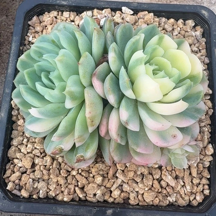 贝瑞花脸锦双头多肉锦