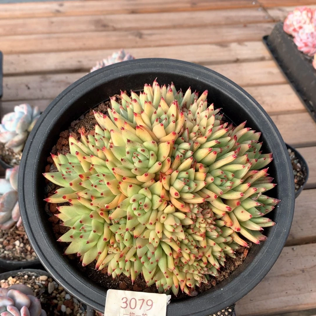 17厘米虎金缀多肉3079