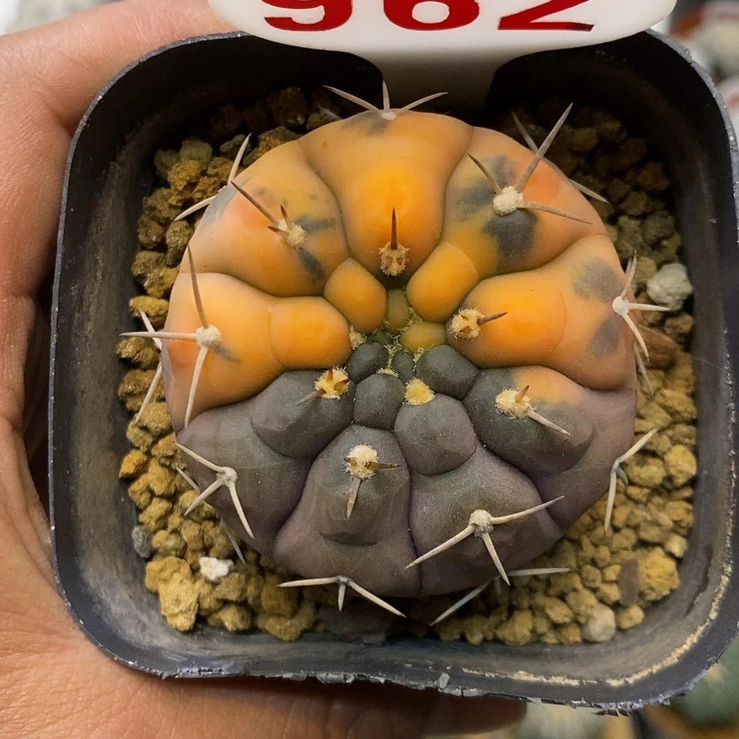 962守殿锦福利特价来了