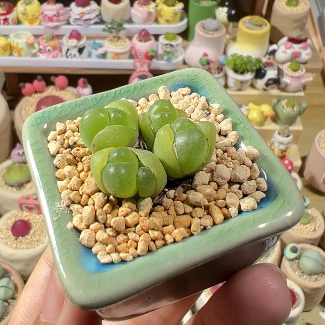 多肉植物53号毛翠滴