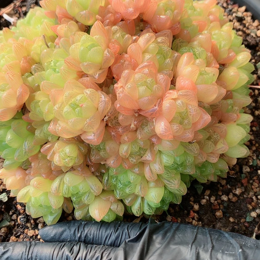 【闪购商品】梵*梵音