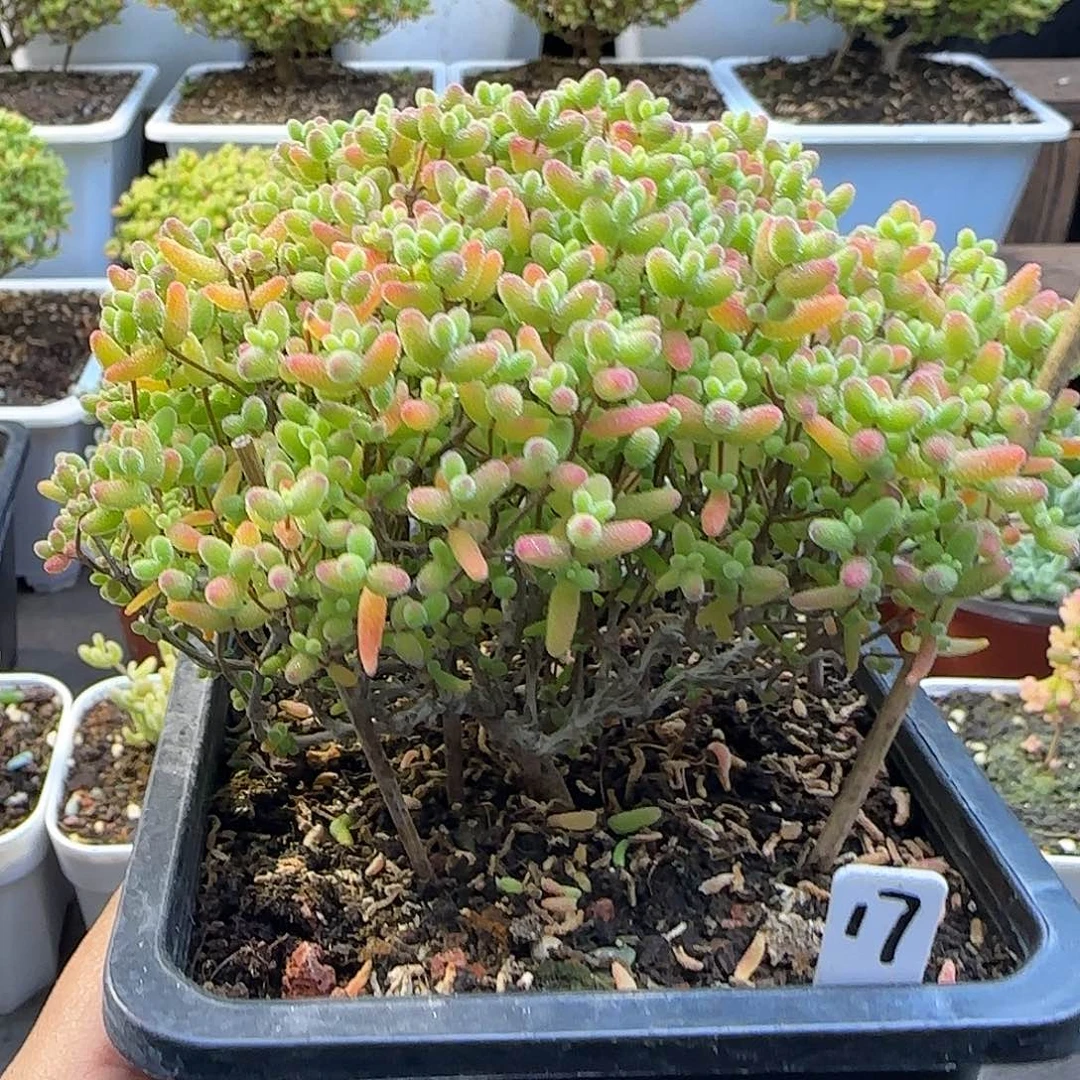 蜜橘糖球一物一拍