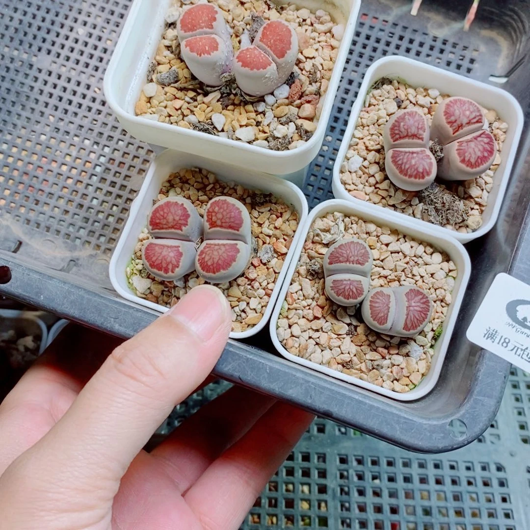 温***瘾生石花花花花花花花250